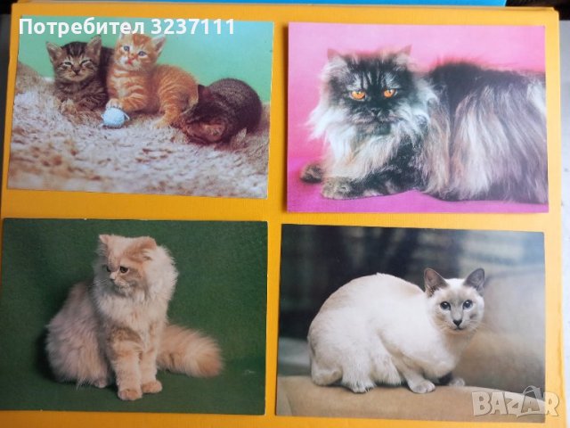 Картички Котки - лот 2