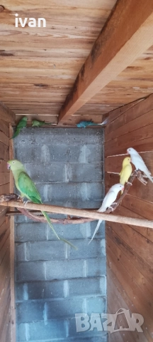 Малък Александър 