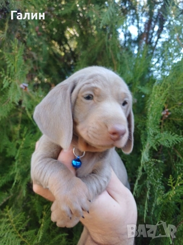 Мини дакелчета, снимка 3 - Дакели - 52385170