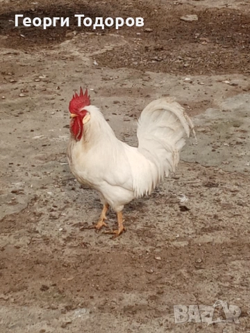 Петел легхорн