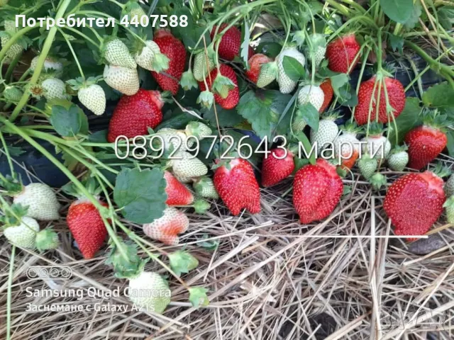 Разсад ягоди 