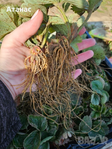 Разсад ягоди сорт Априка