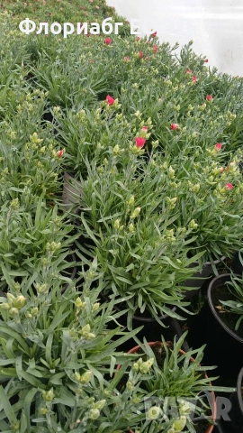 Цветя за 8-ми март, снимка 7 - Стайни растения - 53523171