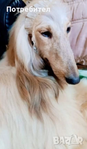 Афганистанска хрътка