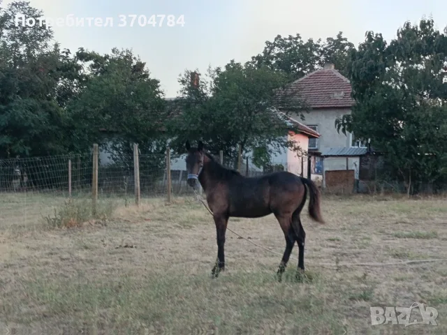 Продавам дунавче, снимка 5 - Коне - 56399724