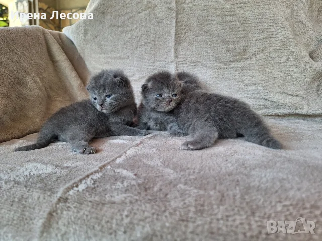 Британски дългокосмести котета 