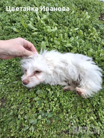  Пинчер, снимка 5 - Пинчер - 52077853