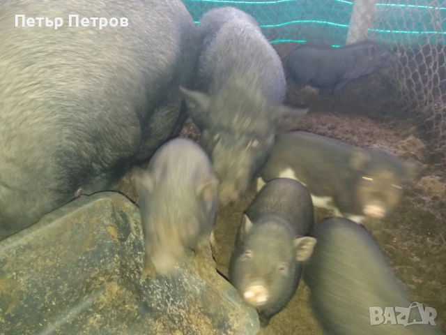 Виетнамски прасенца, снимка 3 - Прасета - 52886311