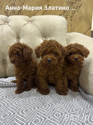 Той пудел момчета и момичета, снимка 6 - Пудели - 51889483