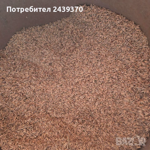 Продавам овес, произведен 2022г, снимка 2 - Други стоки за животни - 50693582