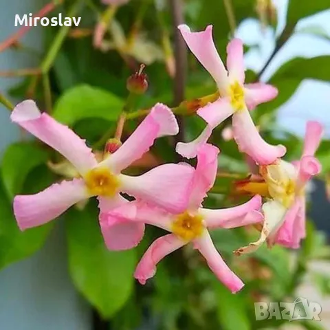 Жасмин 3-цвята (Вечнозелен), снимка 9 - Градински цветя и растения - 49673745