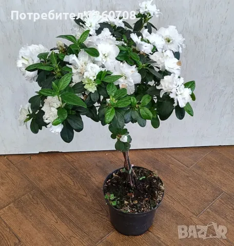 Доставка на цветя в София – florans.eu 🌸🚚, снимка 6 - Стайни растения - 49546698