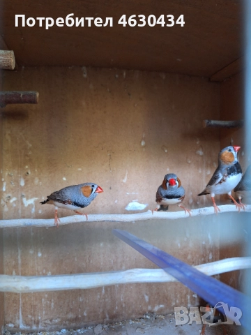 Зеброви амадини (финки), снимка 1