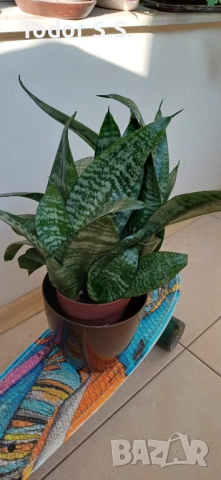 Цвете Сансивера