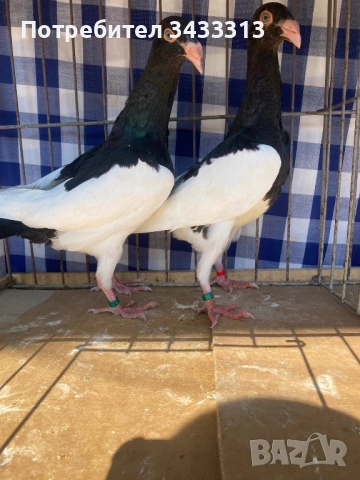 Продавам датски гълъби 