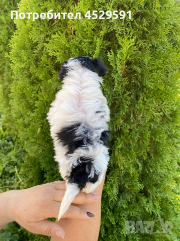 Бивер Бивър йорки йоркширски териер, снимка 8 - Йоркширски териер - 52369659