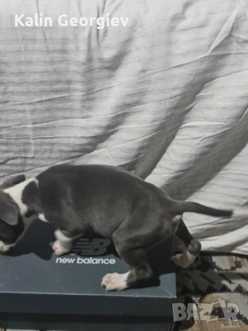 Американски булл териер(Blue nose), снимка 3 - Питбул - 52745474