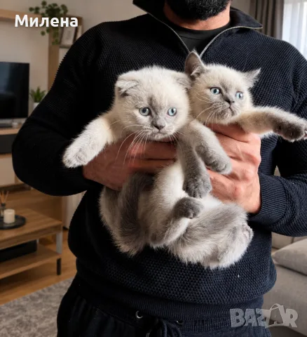 Шотландски котета Колорпойнт , снимка 2 - Други - 56320002