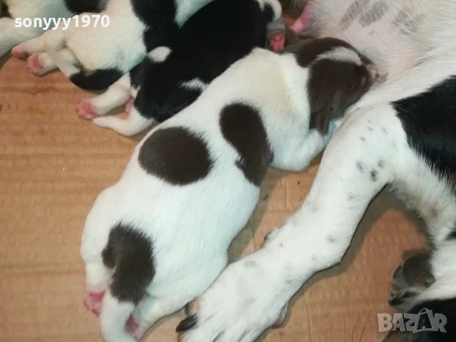 ДЖАК РЪСЕЛ 1808251737