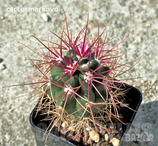 Ferocactus gracilis -Punta Prieta, Baja California, Mexico, снимка 2 - Стайни растения - 41823743