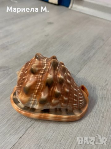 Декоративен рапан, нов