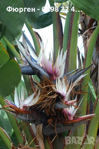 Стрелиция Налични 2 вида, снимка 6 - Разсади - 47241883