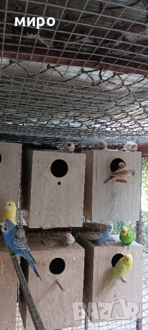 Зеброви Амадини !, снимка 5 - Амадини - 51553461