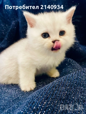 Британско късокосместо котенце – мъжко, сребърна чинчила (чистокръвно) , снимка 5 - Британска късокосместа - 52902824