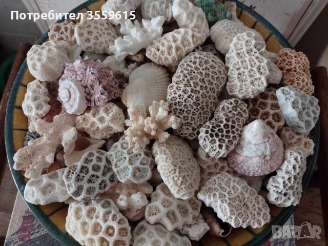 огромно разнообразие от екзотични корали от Малдивите, снимка 1 - Декорация за дома - 41548406