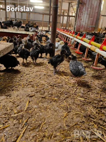 Супер Харко 1 месец Ивански, снимка 2 - Кокошки и пуйки - 49753789