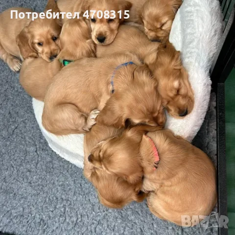 кокер шпаньол чистокръвно момче, снимка 9 - Кокер шпаньол - 56019988