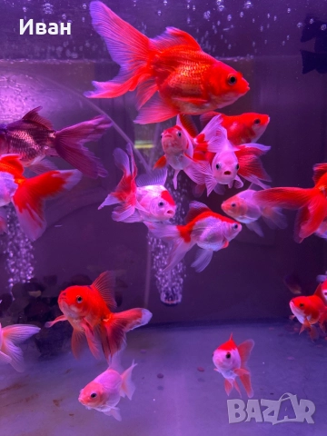 Златни рибки Оранда , снимка 4 - Рибки - 47367477