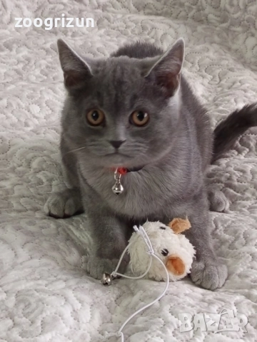 Шотландски котета момчета и момичета, снимка 3 - Други - 52263187