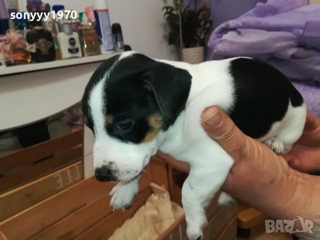 АЗ СЪМ СЛАДКО БЕБЕ ДЖАК,ТЪРСЯ НОВИЯ СИ ДОМ 0102251734, снимка 2 - Джак ръсел териер - 48920630