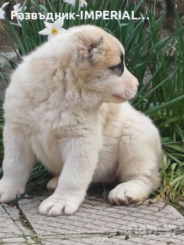 САО-Алабай, снимка 4 - Алабай - 53581626