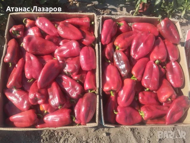 Продавам Червена капия Слоново Ухо., снимка 3 - Разсади - 55741061