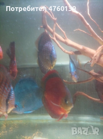 Дискуси Пиджън, червен тюркоаз и ред ковър, снимка 2 - Рибки - 53773476