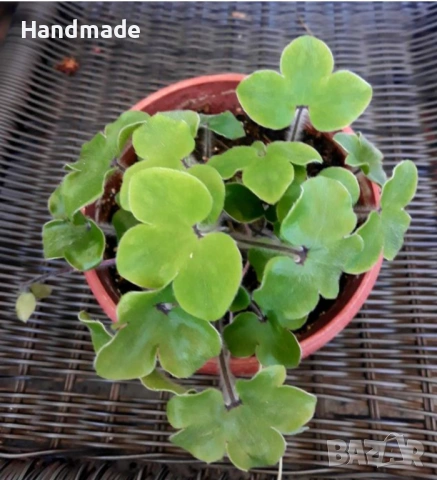 Гълабови очички, Anemone hepatica nobilis, снимка 2 - Градински цветя и растения - 53642707