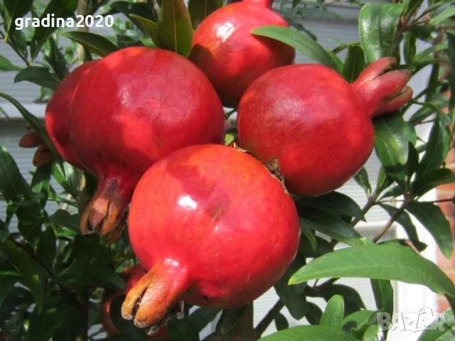 Нар - Безсеменен, снимка 3 - Разсади - 50691615