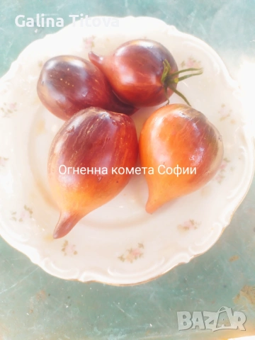 Продавам семена домати 55 сорта, снимка 4 - Сортови семена и луковици - 53097136