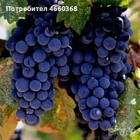 Продавам грозде сорт Мерло + мелене 