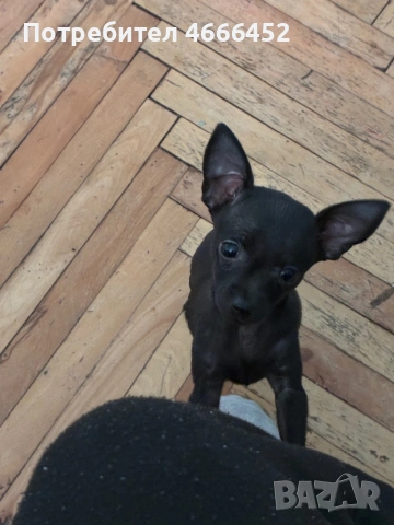 Мини пинчер, снимка 4 - Пинчер - 53137750