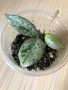 Hoya Wilbur Graves , снимка 1