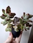 Каланхое, kalanchoe tomentosa, kalanchoe rombophilosa, снимка 1