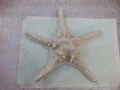 Звезда морска - 6, снимка 6