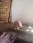 Малки кокерчета, снимка 4