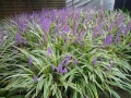 Лириопе Мускари, Liriope muscari 'Variegata', снимка 5