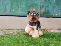Супер Мини Йорки Доставка, снимка 5