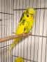 продавам различни видове папагали, снимка 2