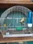Продавам канари порода Малиноа. , снимка 2